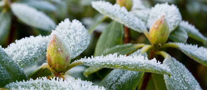 Protecting Plants from Cold Weather Damage