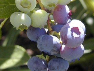 Highbush Blueberry