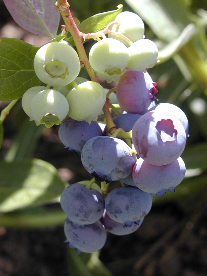 highbush blueberry
