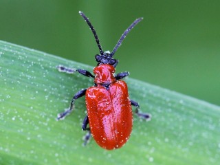 Lily Leaf Beetle