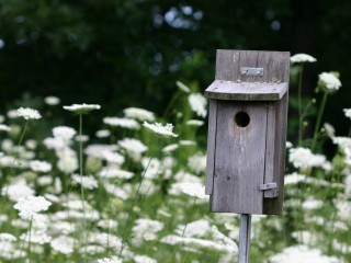 Bluebird Nestbox